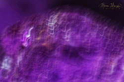 Sinfonia  © 2025